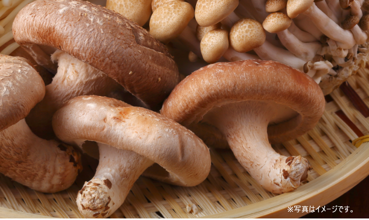 4種のきのこイメージ